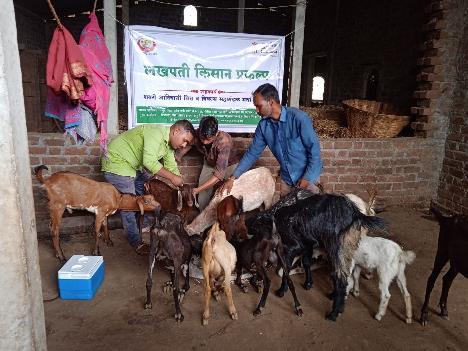 विटांच्या गोठ्यात सुमारे आठ शेळ्यांची तपासणी करणारे तीन पुरुष; मागील फलकावर 'लखपती किसान प्रकल्प — सहकार्य: शबरी आदिवासी वित्त व विकास महामंडळ मर्या.', जमिनीवर लसीची शीतपेटी