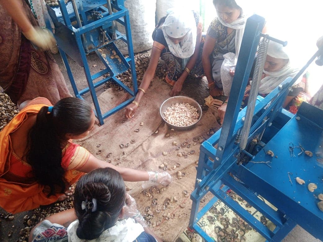 काजू सोलणीच्या दोन निळ्या हातयंत्रांमध्ये बसून काजूगर निवडणाऱ्या सहा महिला; भोवती काजूच्या टरफलांचा पसारा